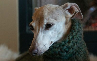 Ways to Reduce Anxiety: Pet Therapy