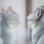 Reflection of a cat in the mirror.