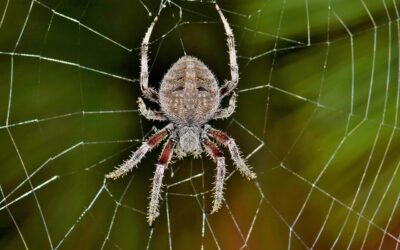 Fear of spiders: 10 Reasons why you might hate spiders